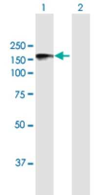 Western Blot: Niban Antibody [H00116496-B01P]