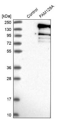 Western Blot: Niban Antibody [NBP1-88338]