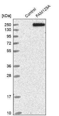 Western Blot: Niban Antibody [NBP1-88339]