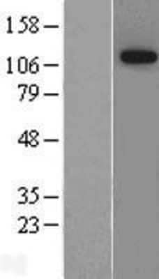 Western Blot: Niban Overexpression Lysate [NBL1-10467]