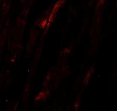 Immunocytochemistry/ Immunofluorescence: Nicalin Antibody - BSA Free [NBP2-81860]