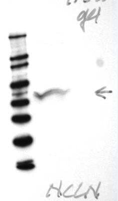 Western Blot: Nicalin Antibody [NBP1-81002]