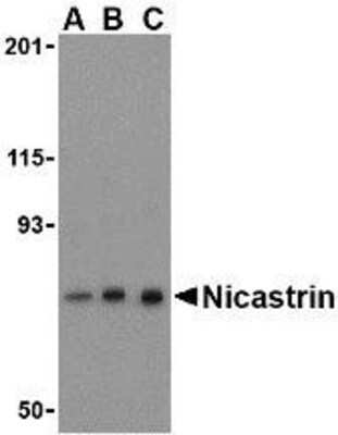 Western Blot: Nicastrin AntibodyBSA Free [NBP1-77269]