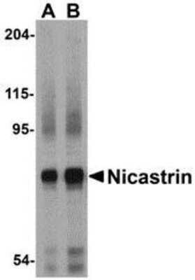 Western Blot: Nicastrin AntibodyBSA Free [NBP1-77270]