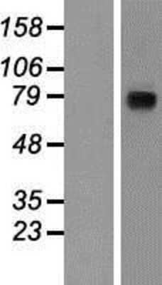 Western Blot: Nicastrin Overexpression Lysate [NBP2-10287]