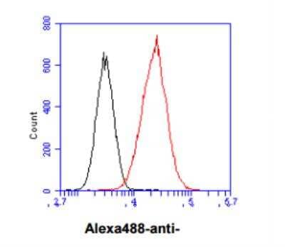 Flow Cytometry: Nicotinamide N-Methyltransferase/NNMT Antibody (AT11G11) - BSA Free [NBP2-50581]