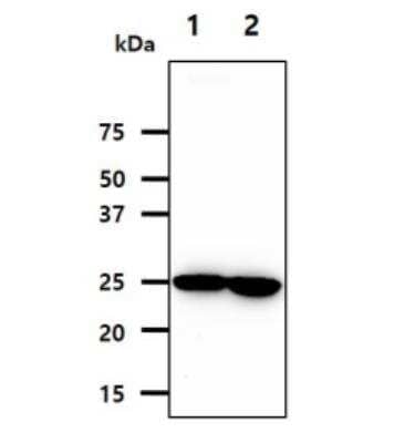 Western Blot: Nicotinamide N-Methyltransferase/NNMT Antibody (AT11G11)BSA Free [NBP2-50581]