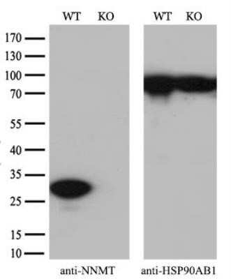 Western Blot: Nicotinamide N-Methyltransferase/NNMT Antibody (OTI3D8)Azide and BSA Free [NBP2-72984]