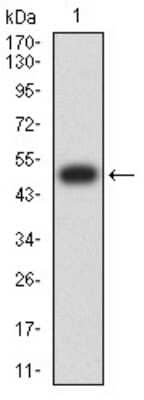 Western Blot: Nicotinic Acetylcholine R alpha 10/CHRNA10 Antibody (4E2D1)BSA Free [NBP2-61666]