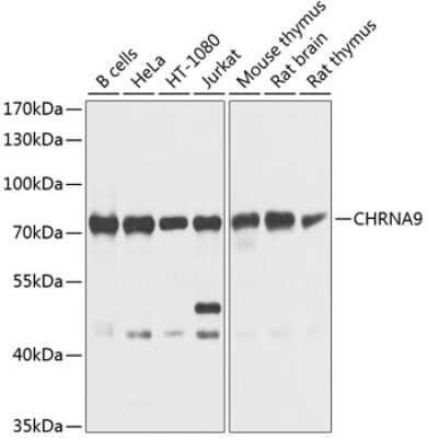 Western Blot: Nicotinic Acetylcholine R alpha 9/CHRNA9 AntibodyBSA Free [NBP2-94341]