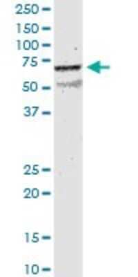 Western Blot: Nicotinic Acetylcholine Receptor beta 2 Antibody (1C7) [H00001141-M01]