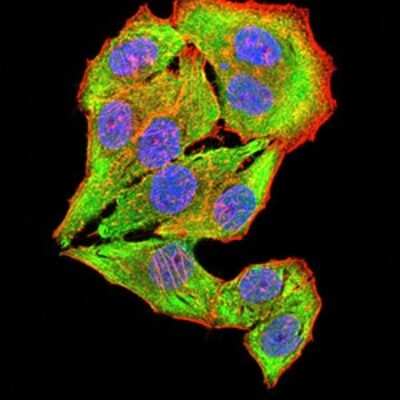 Immunocytochemistry/ Immunofluorescence: Nicotinic Acetylcholine Receptor beta 4 Antibody (1H11F2) - BSA Free [NBP2-61743]