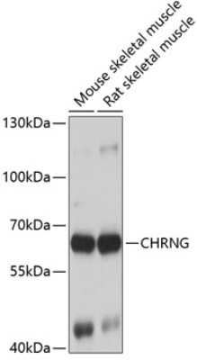 Western Blot: Nicotinic Acetylcholine Receptor gamma AntibodyBSA Free [NBP2-93606]