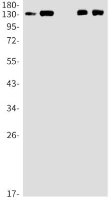 Western Blot: Nidogen-1/Entactin Antibody (S08-3H3) [NBP3-19860]