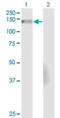 Western Blot: Nidogen-2 Antibody (4G8) [H00022795-M01]