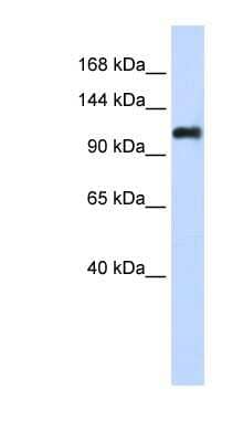 Western Blot: Nidogen-2 Antibody [NBP1-59148]