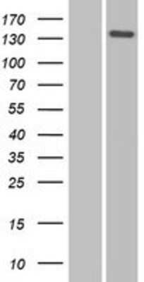 Western Blot: Nidogen-2 Overexpression Lysate [NBP2-10365]