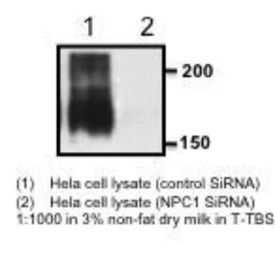 Knockdown Validated: Niemann-Pick C1 Antibody - BSA Free [NB400-148]