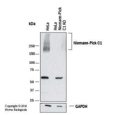 Knockout Validated: Niemann-Pick C1 Antibody - BSA Free [NB400-148]