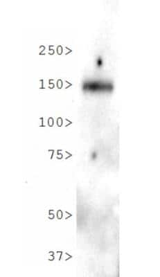 Western Blot: Niemann-Pick type C1 Like-1 Antibody [NB400-127]