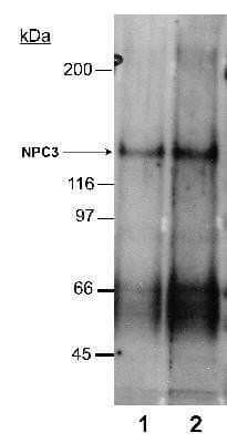 Western Blot: Niemann-Pick type C1 Like-1 AntibodyBSA Free [NB400-128]