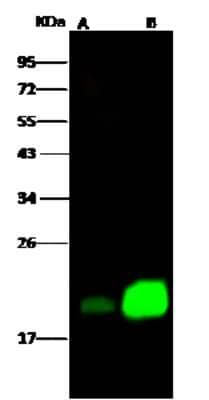 Western Blot: Niemann-Pick type C2 Antibody (012) [NBP2-90209]