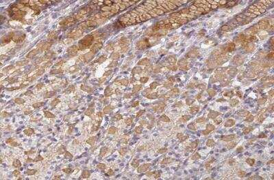 Immunohistochemistry-Paraffin: Ninein Antibody [NBP2-13657]