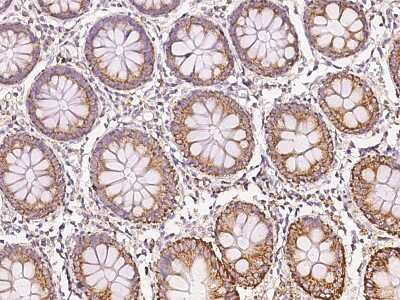 Immunohistochemistry-Paraffin: Ninein Antibody [NBP2-97595]