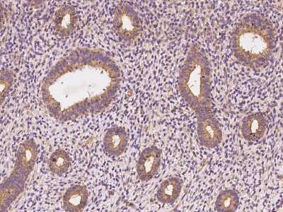 Immunohistochemistry-Paraffin: Ninein Antibody [NBP2-97595]