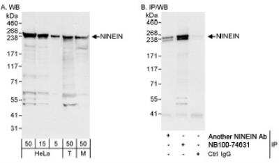 Western Blot: Ninein Antibody [NB100-74631]