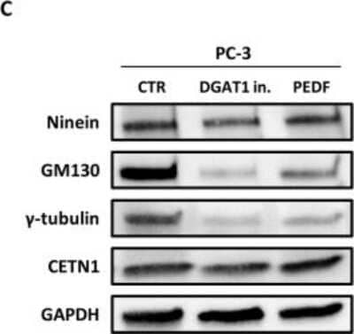 Western Blot: Ninein Antibody [NB100-74631]