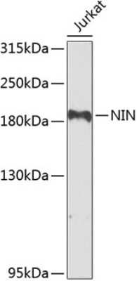 Western Blot: Ninein AntibodyBSA Free [NBP2-93990]