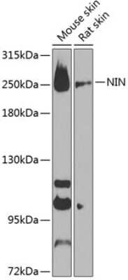 Western Blot: Ninein AntibodyBSA Free [NBP3-03704]