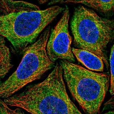 Immunocytochemistry/ Immunofluorescence: Ninjurin-2 Antibody [NBP2-56698]