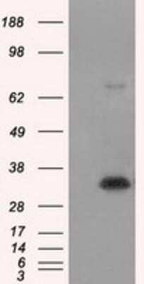 Western Blot: Nitrilase 1 Antibody (OTI3A11) [NBP2-02462]