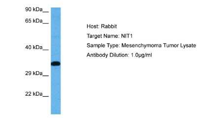 Western Blot: Nitrilase 1 Antibody [NBP2-87920]