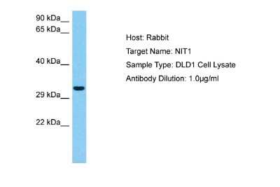 Western Blot: Nitrilase 1 Antibody [NBP2-87921]