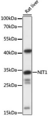 Western Blot: Nitrilase 1 AntibodyAzide and BSA Free [NBP2-95178]