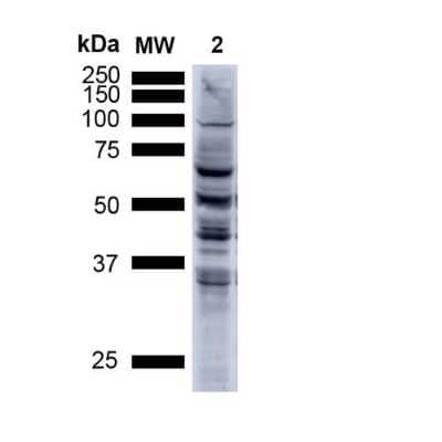 Western Blot: Nitrotyrosine Antibody (39B6) [NB110-96877]