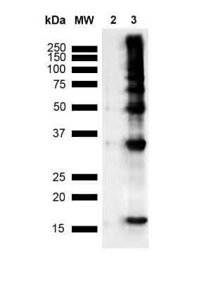 Western Blot: Nitrotyrosine Antibody (39B6) [NB110-96877]