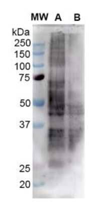 Western Blot: Nitrotyrosine Antibody (39B6) [NB110-96877]