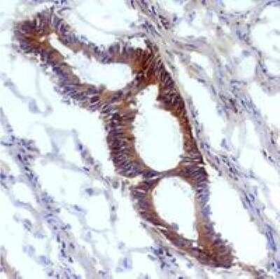 Immunohistochemistry-Frozen: Nitrotyrosine Antibody (EM-30) - BSA Free [NBP1-96130]