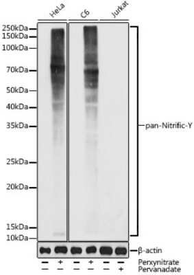 Western Blot: Nitrotyrosine AntibodyAzide and BSA Free [NBP3-16015]