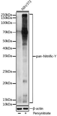 Western Blot: Nitrotyrosine AntibodyAzide and BSA Free [NBP3-16015]