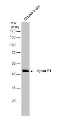 Western Blot: Njmu-R1 Antibody [NBP1-33006]