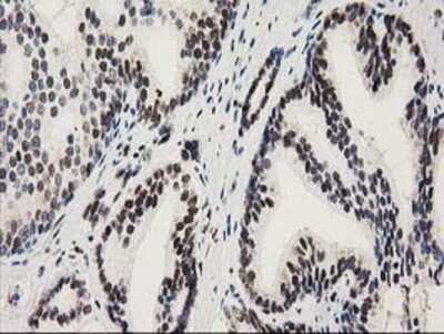 Immunohistochemistry-Paraffin: NMNAT-1 Antibody (OTI1G4) [NBP2-03452]