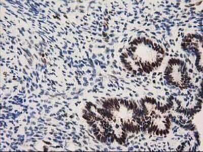 Immunohistochemistry-Paraffin: NMNAT-1 Antibody (OTI1G4) [NBP2-03452]