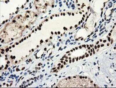 Immunohistochemistry-Paraffin: NMNAT-1 Antibody (OTI1G4) [NBP2-03452]