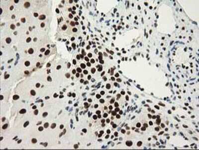 Immunohistochemistry-Paraffin: NMNAT-1 Antibody (OTI1G4) [NBP2-03452]