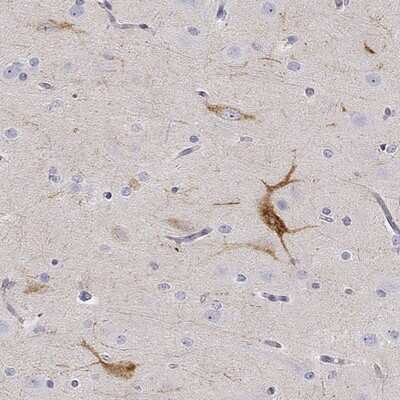 Immunohistochemistry-Paraffin: Nociceptin Antibody [NBP2-58314]